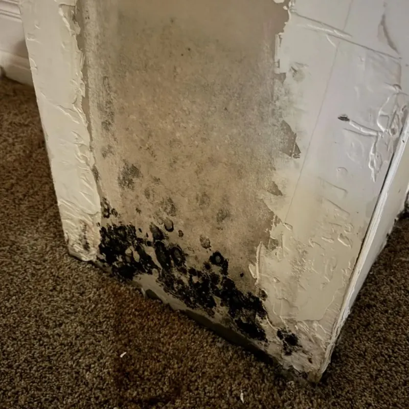 Professional Mold Removal in Meadville, MS